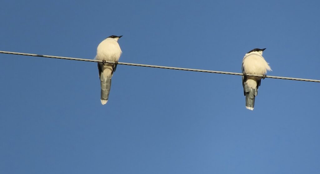 電線に留まるオナガたち。