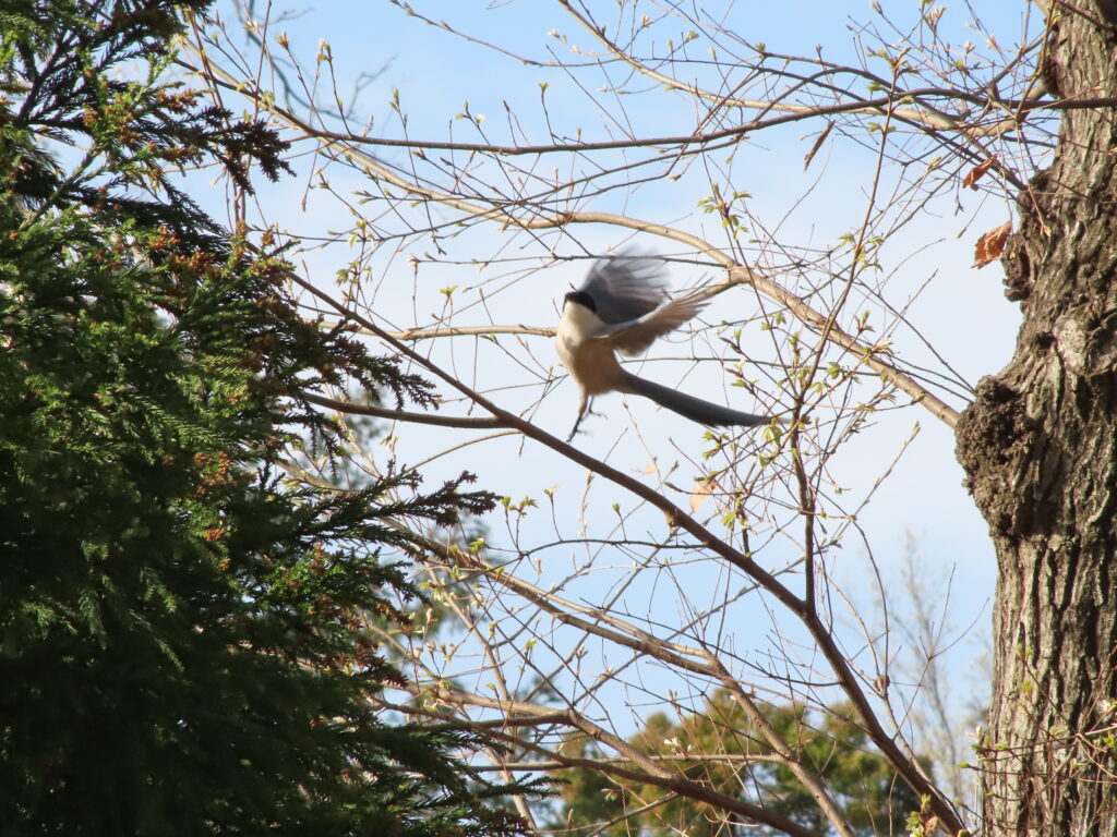 オナガの飛翔。
