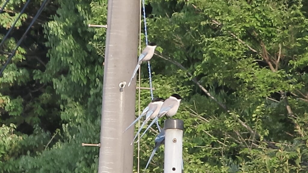 林の境目の電線に留まっているオナガたち。