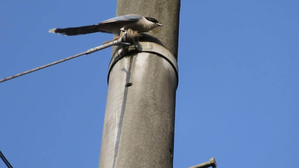 電柱に留まったオナガ