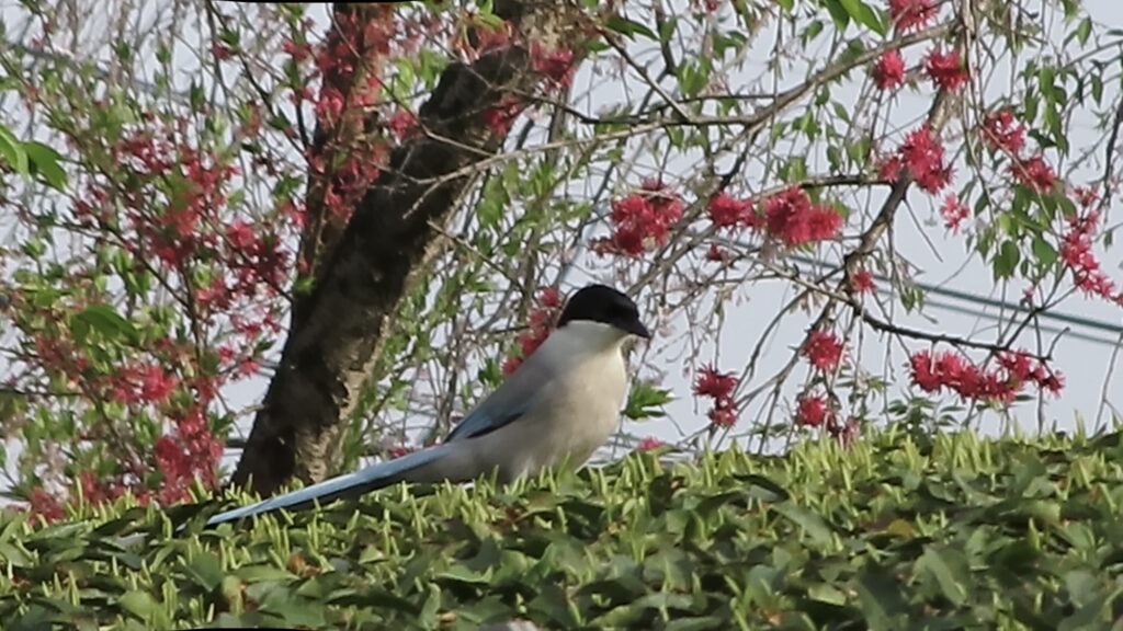 茶畑にオナガ。