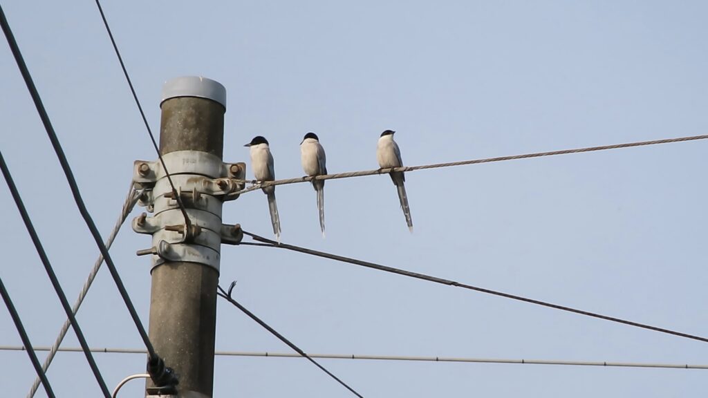 電線に留まっているオナガたち。