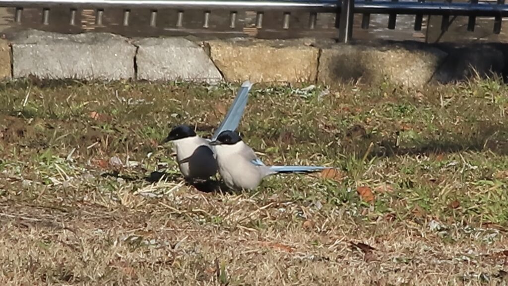 公園の芝生にオナガ。