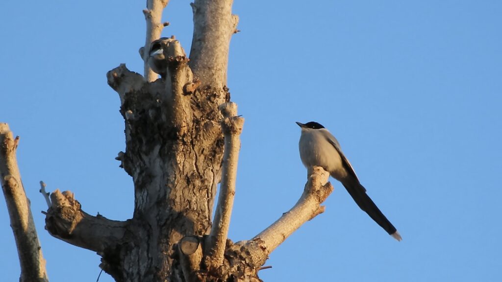 木に留まっているオナガ。