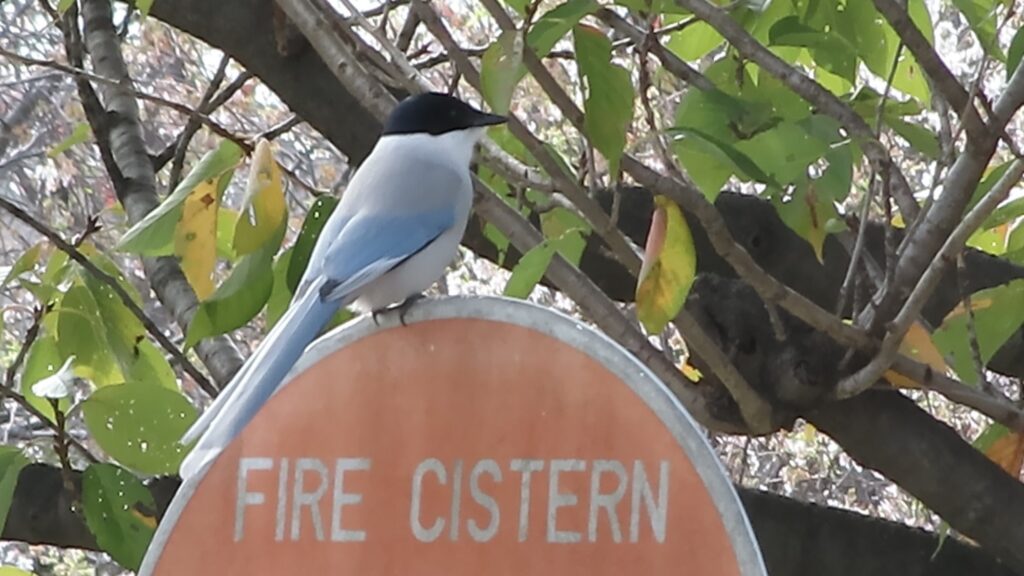 看板に留まるオナガ。