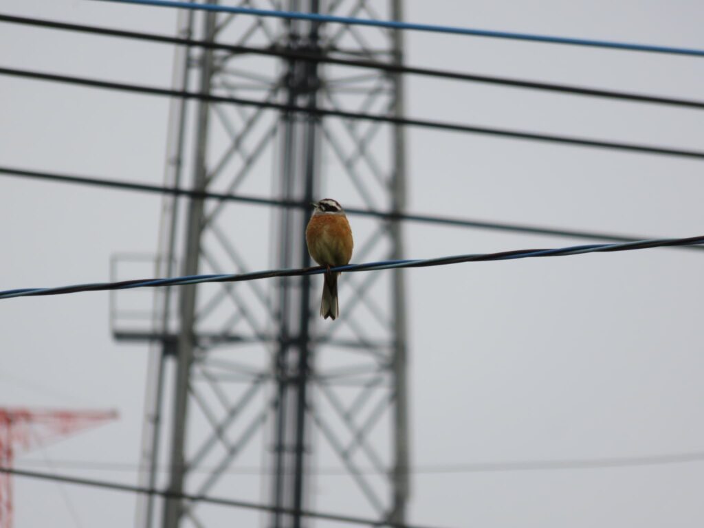 電線に留まるホオジロ