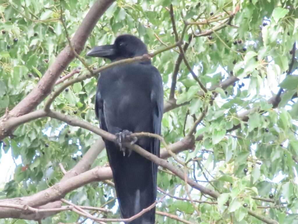 木に留まるハシブトガラス