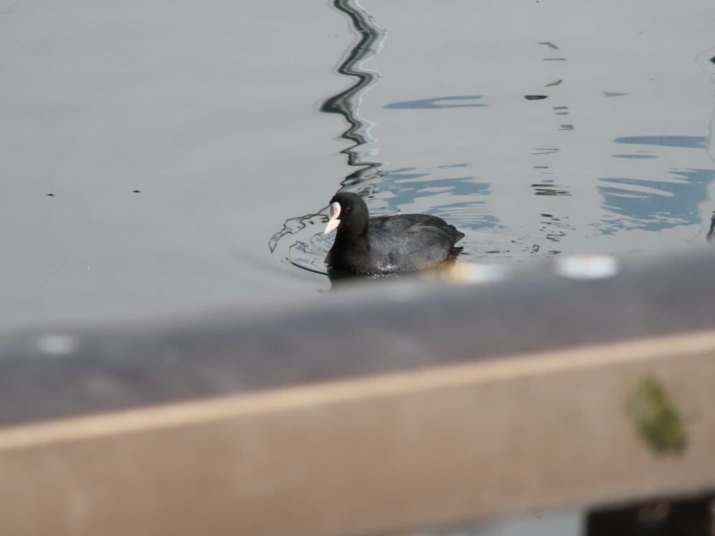 川を泳ぐオオバン