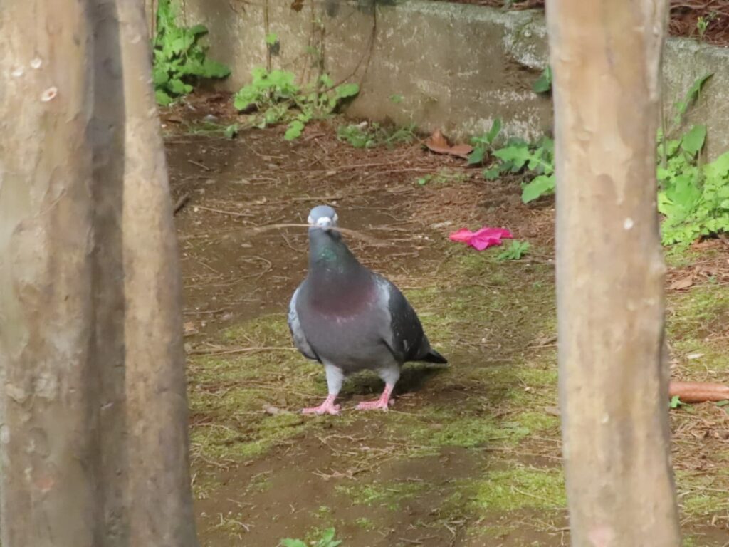 巣材を咥えるドバト