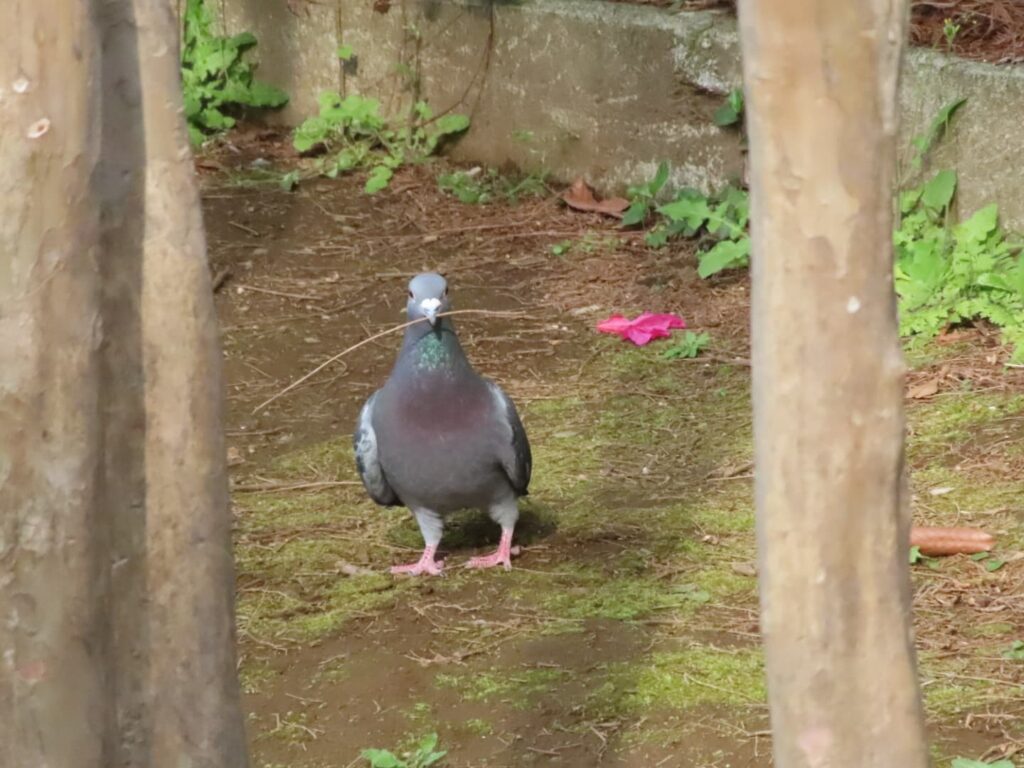 巣材の小枝を咥えるドバト