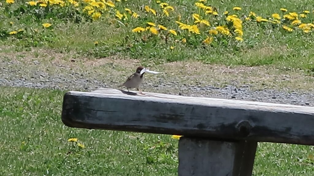 巣材を咥えるスズメ