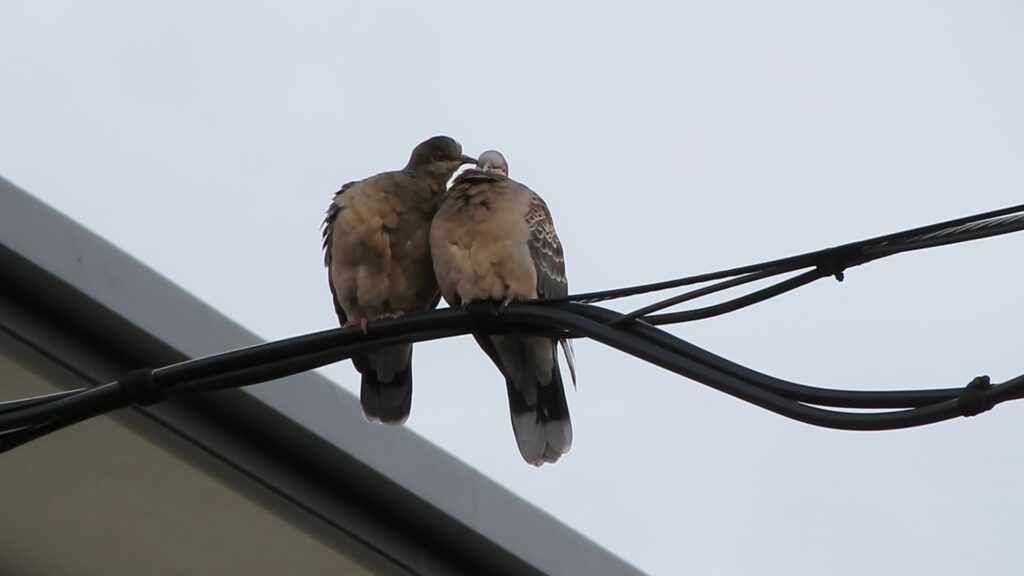 仲良しなキジバトのつがい