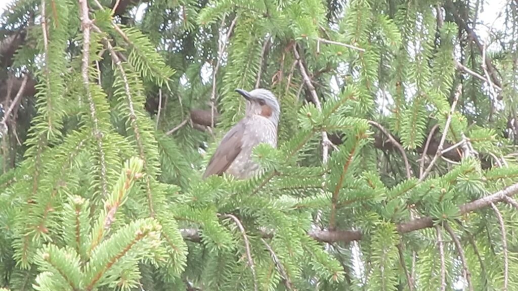 木に留まるヒヨドリ