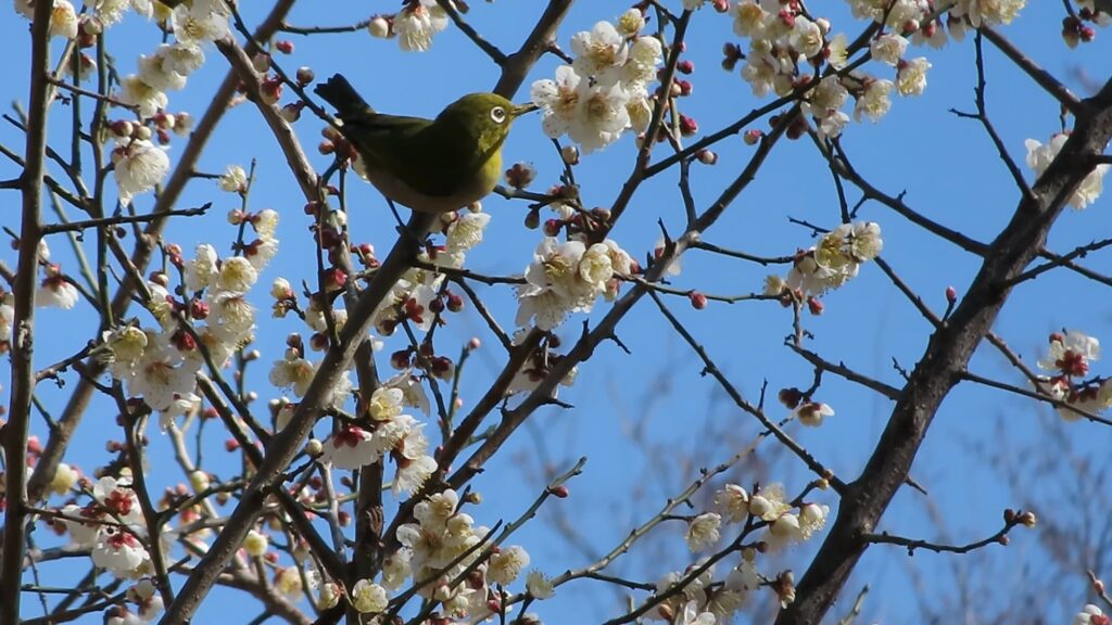 梅の木に留まるメジロ