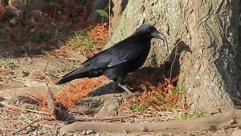 ハシボソガラス