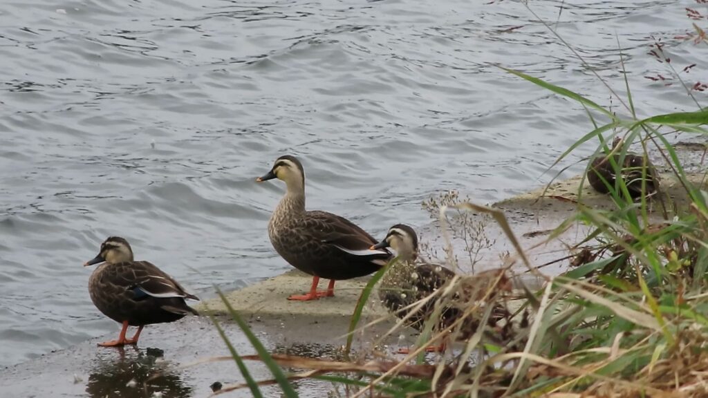 川辺のカルガモ