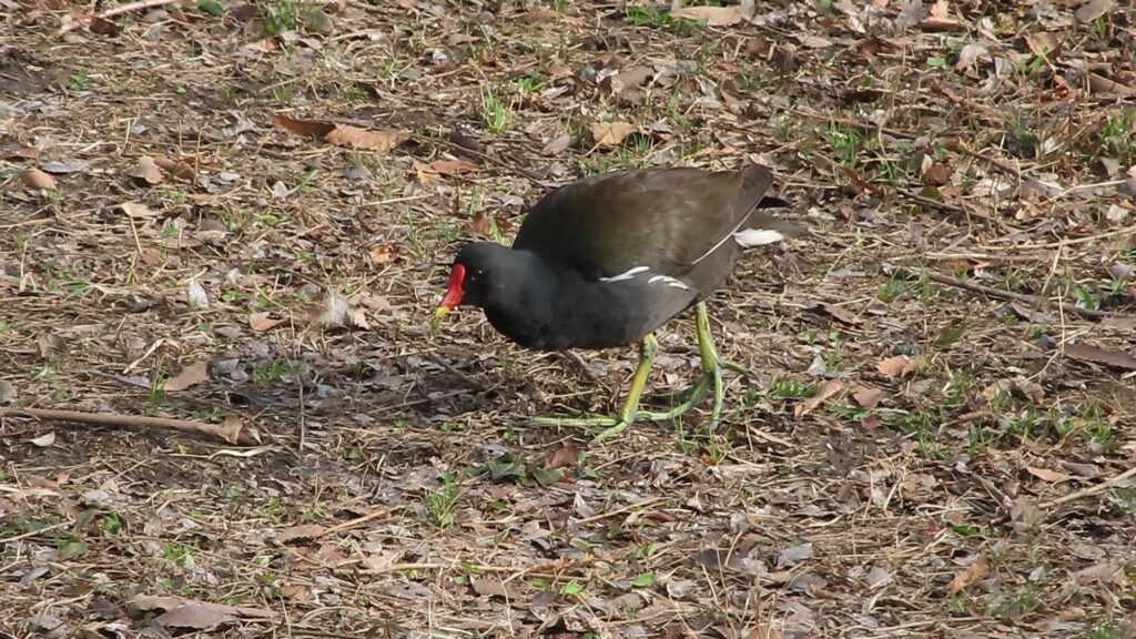 クイナ科の野鳥　バン
