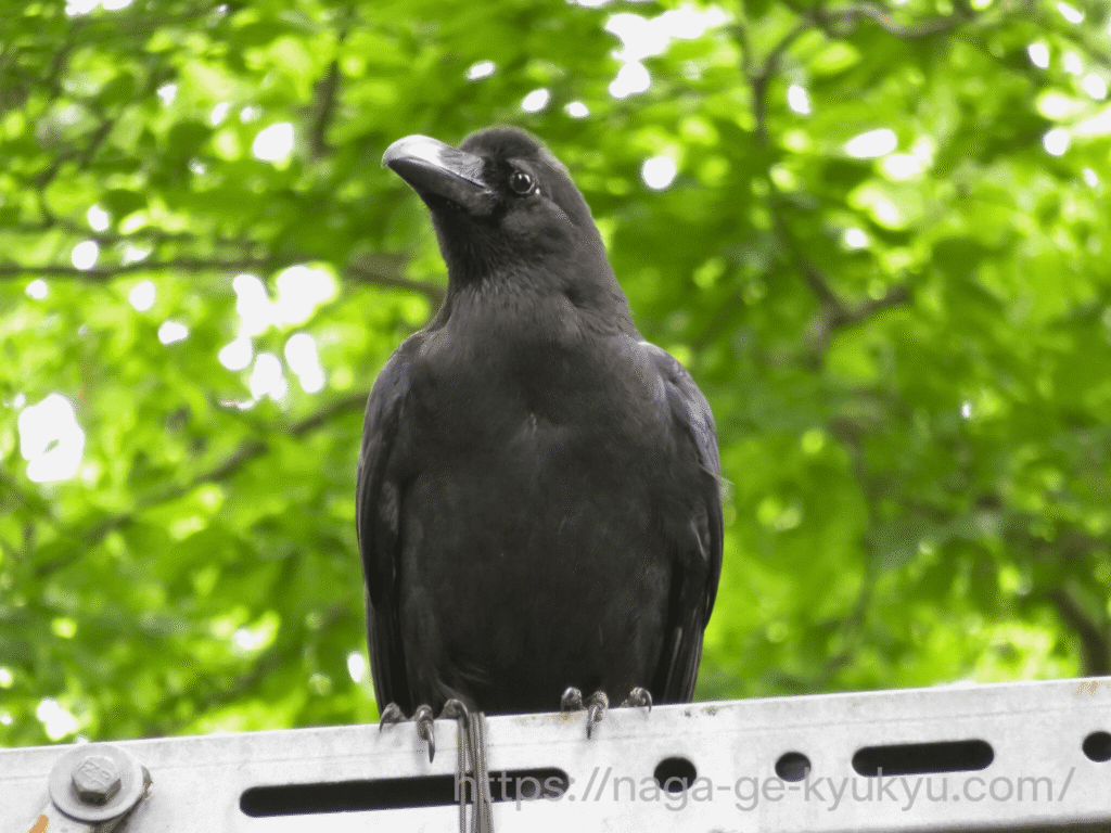 石神井公園で撮影したカラス。補正後。