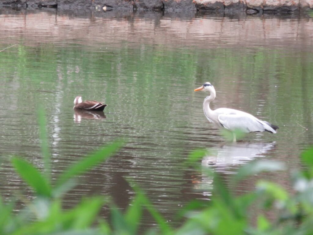 公園の池にいたアオサギとカルガモ