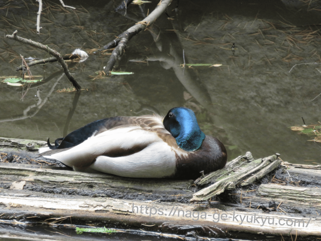 池で眠っていたマガモ