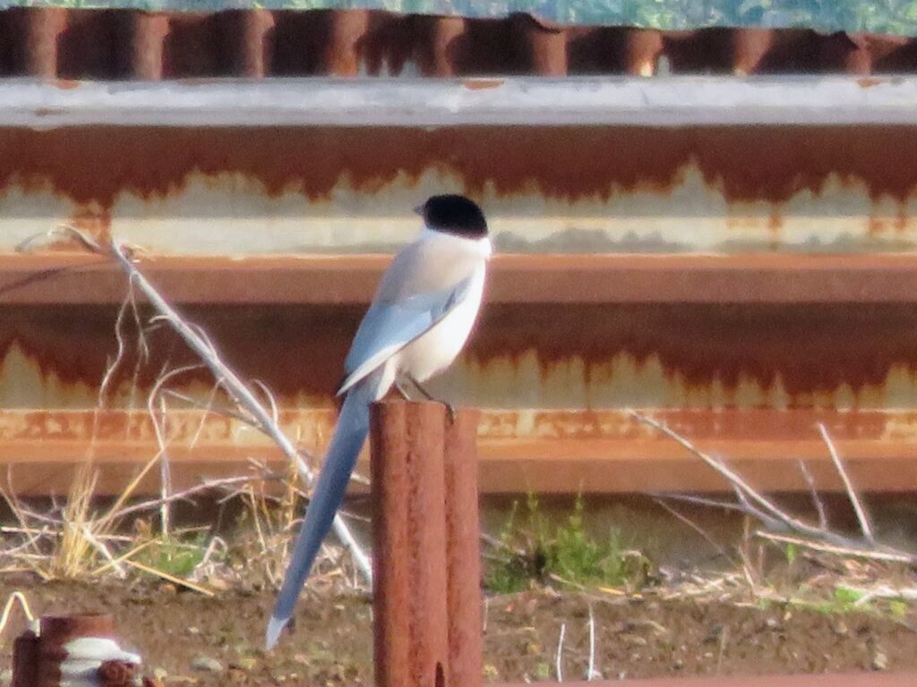 畑にいたオナガ