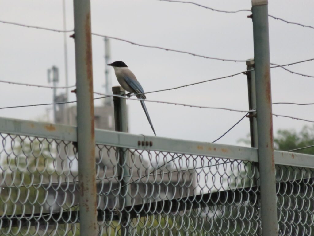 柵に留まるオナガ