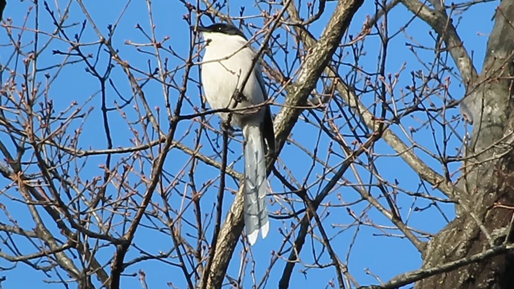 狭山台の公園　木に留まるオナガ　２０２５年３月