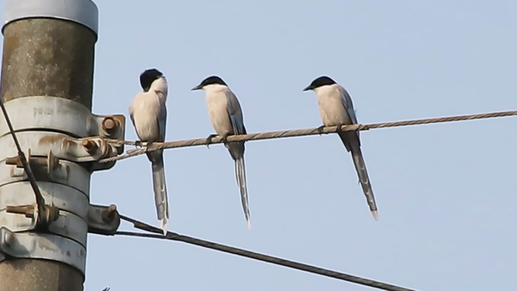 狭山市の農耕地の電線に留まるオナガたち