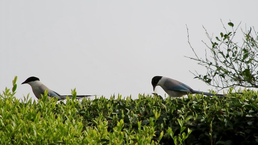狭山市の茶畑にいたオナガ　２０２５年４月