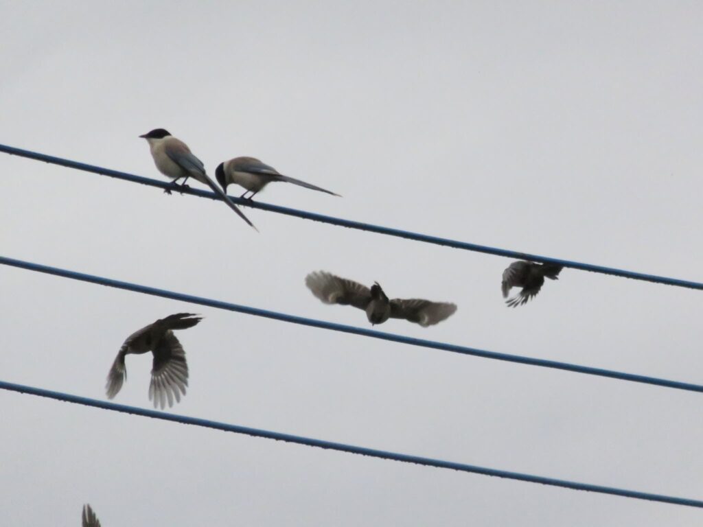 電線に留まるオナガの群れ