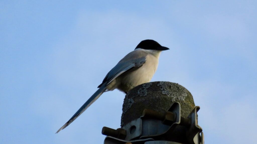 電柱で１羽きりのオナガ