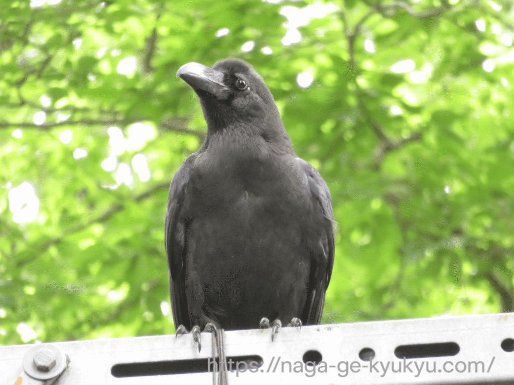 石神井公園で撮影したカラス。補正前。