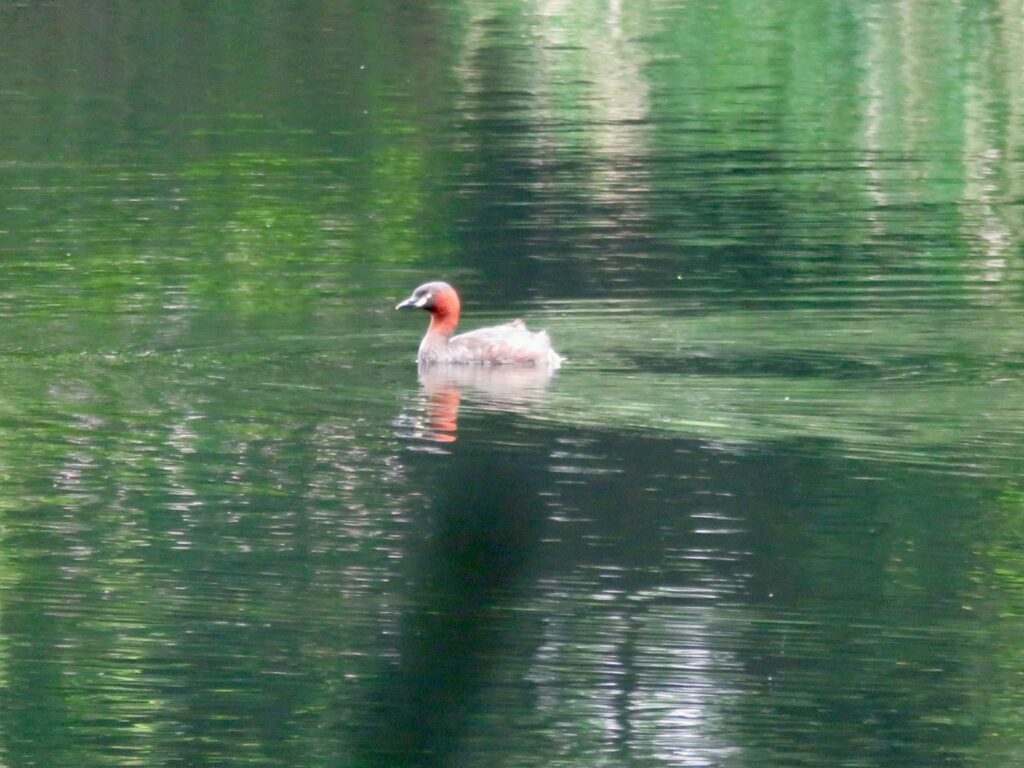 池を泳ぐカイツブリ