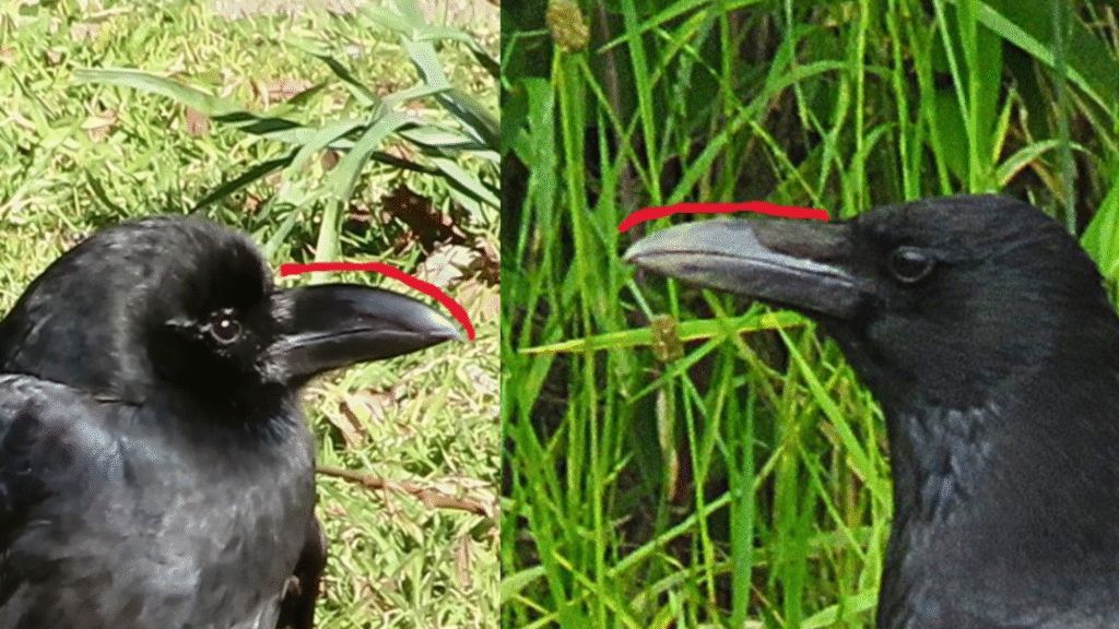 ハシブトガラスとハシボソガラスのくちばしを比較した写真