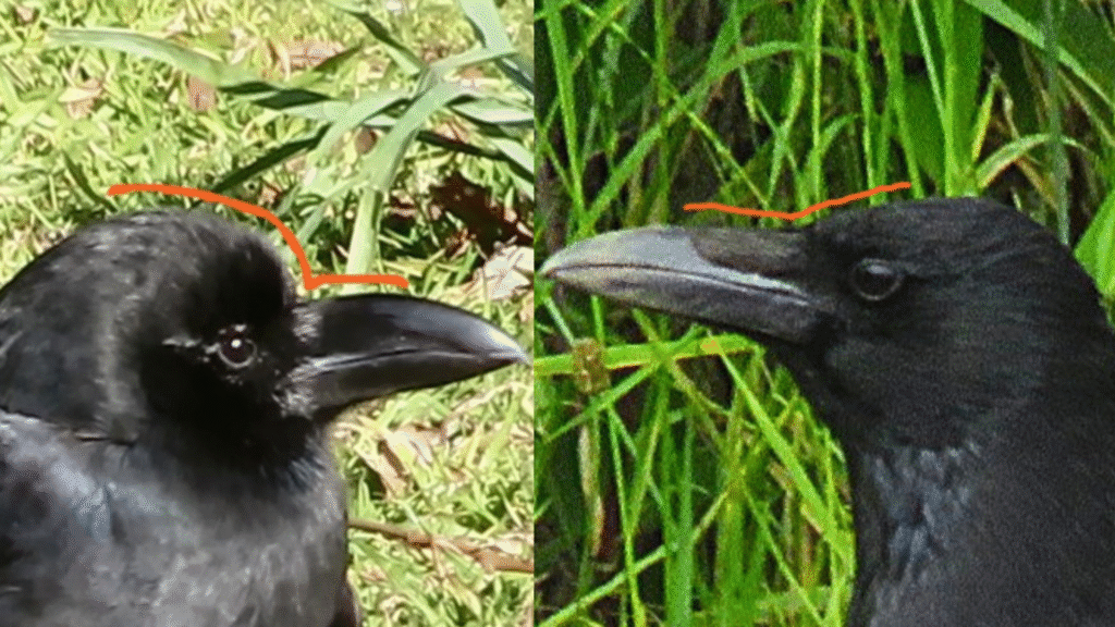 ハシブトガラスとハシボソガラスの頭の形の比較写真