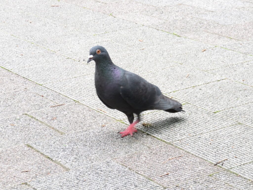 歩くドバト　こちらを見ている