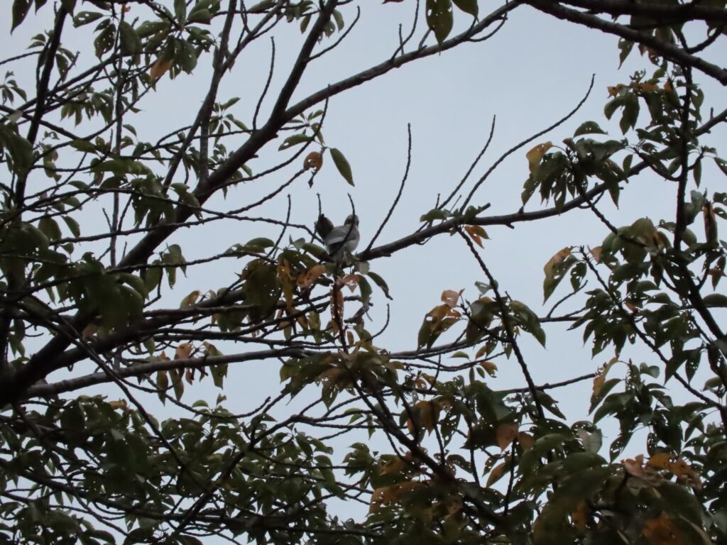 初めて撮影した木に留まるオナガ