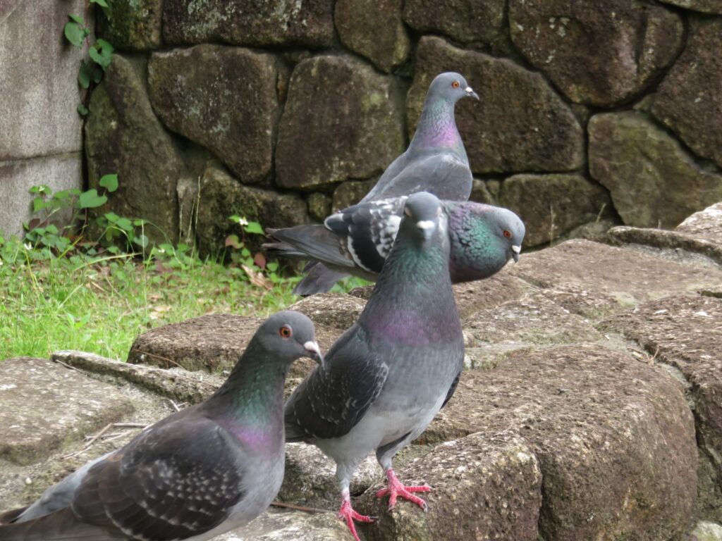 4羽のドバト　向きがそれぞれ違う