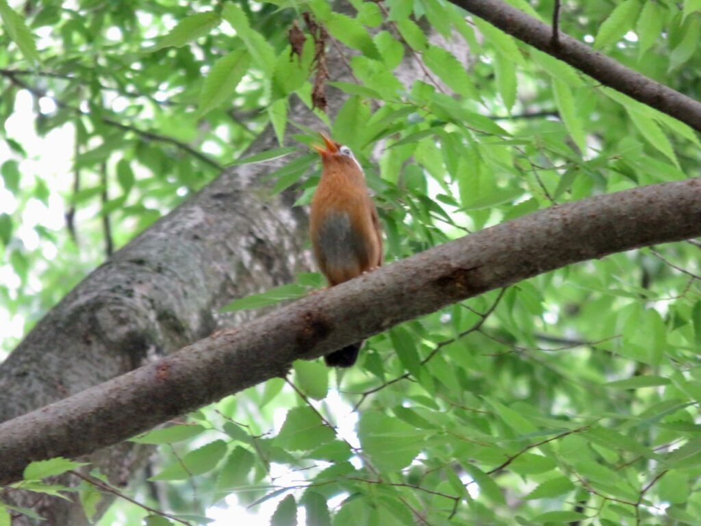 木でさえずるガビチョウ