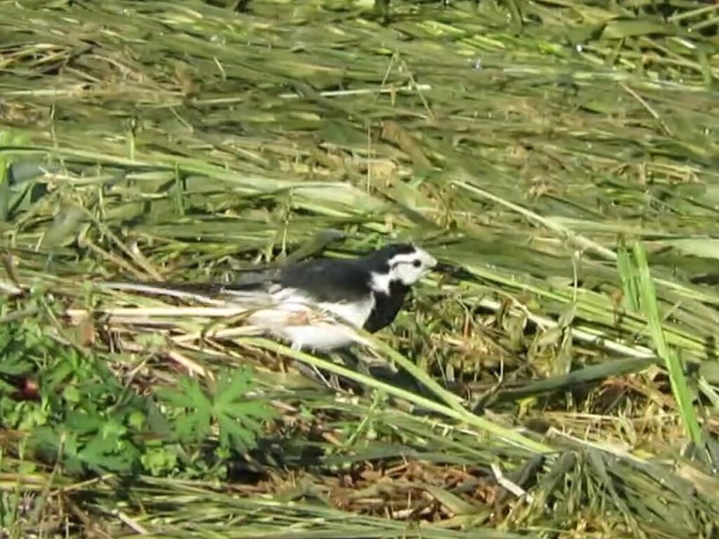 ブレてしまったハクセキレイの写真