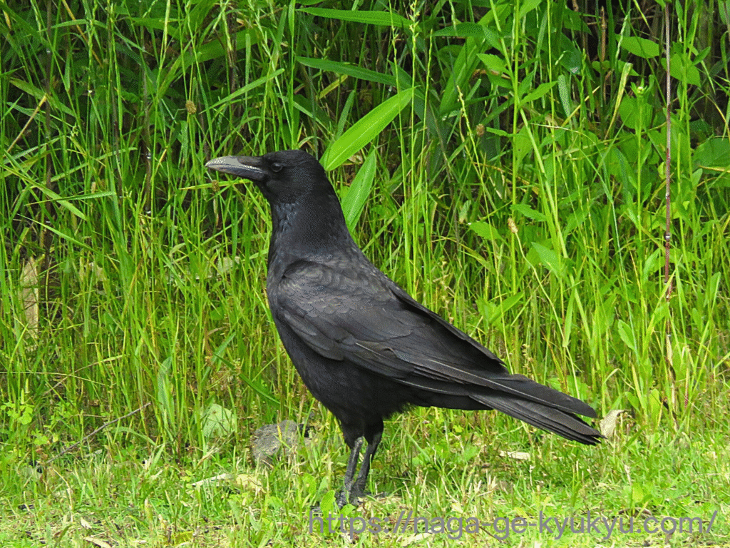 地面に立つハシボソガラス