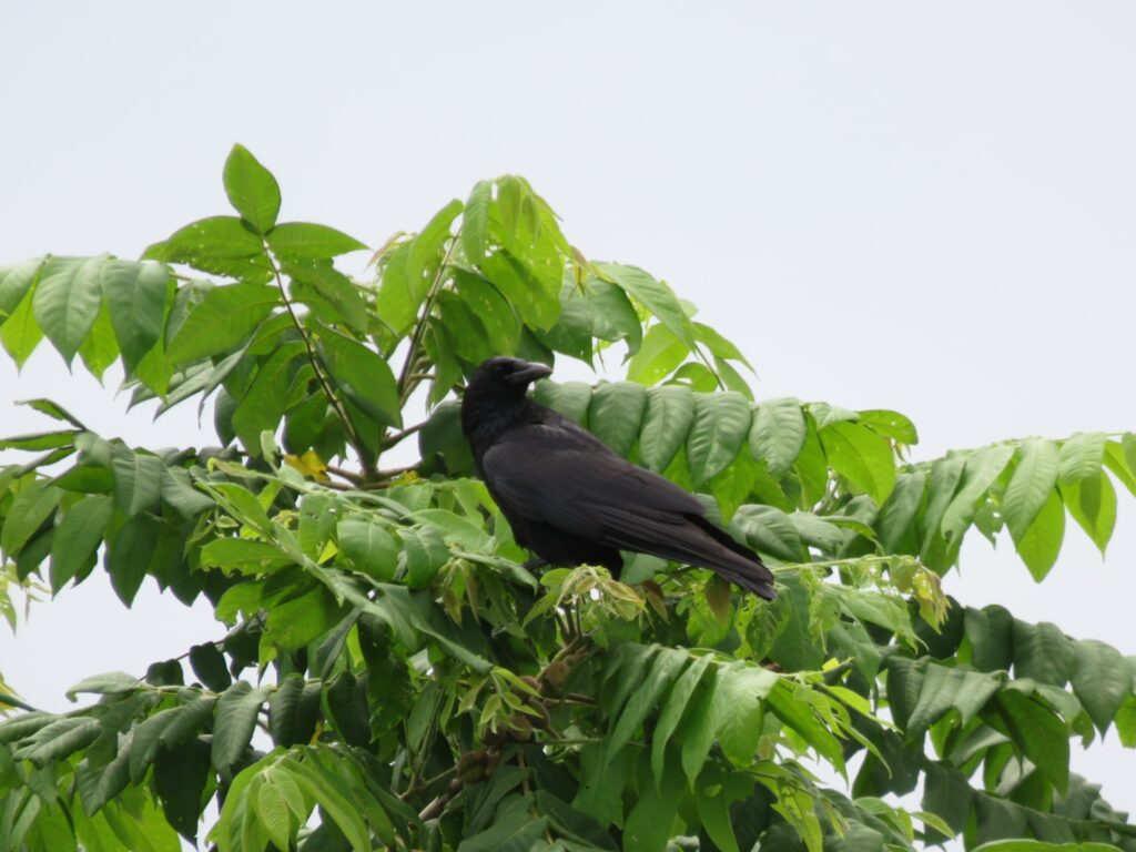 木に留まるハシボソガラス