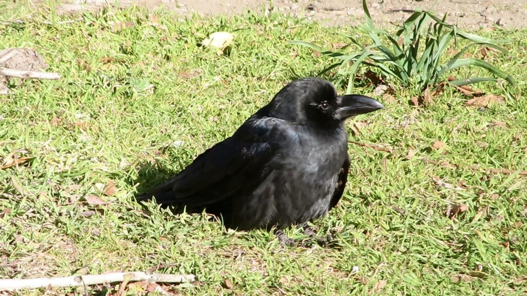 日向で休むハシブトガラス