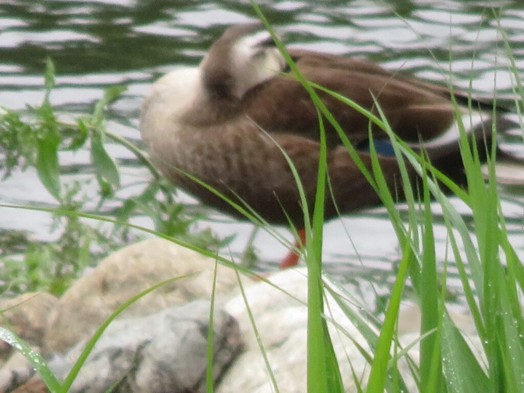 ピントが合わなかったカルガモの写真