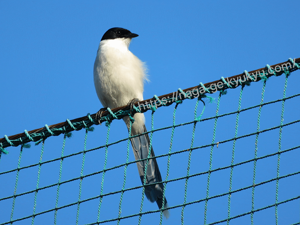 フェンスに留まるオナガ