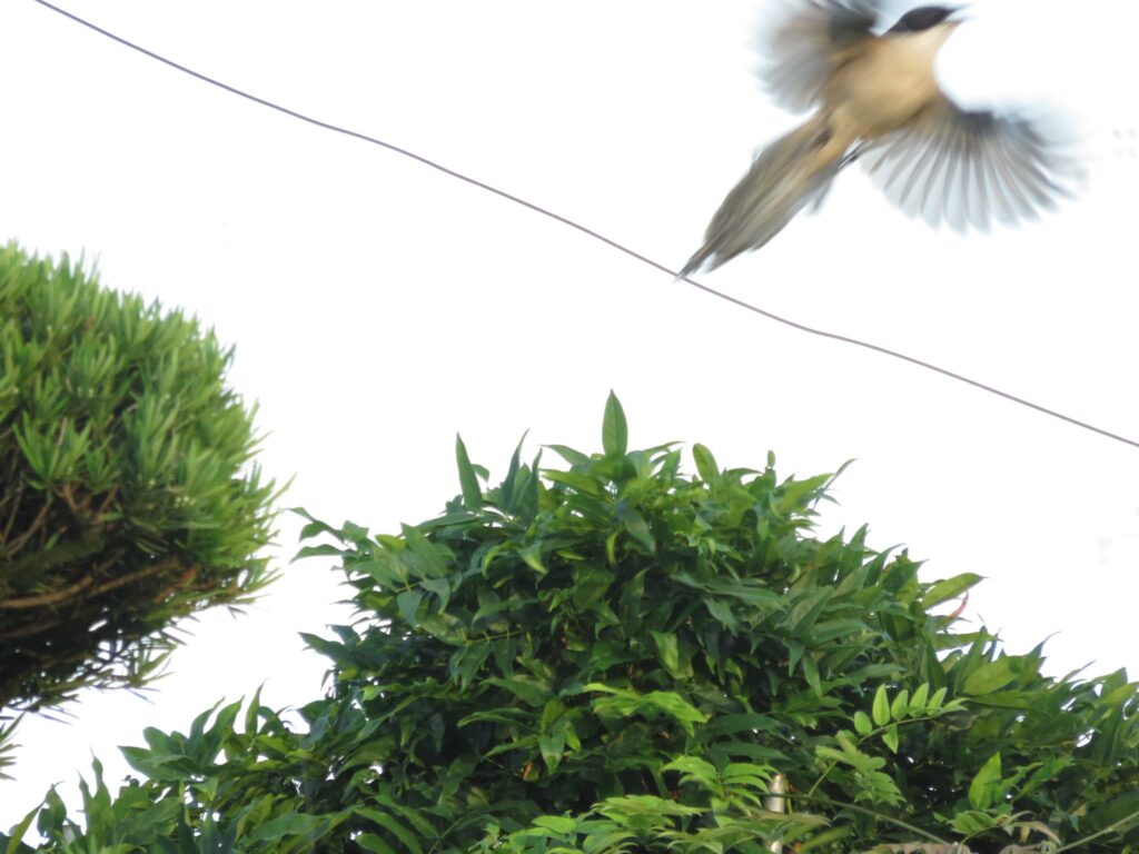 飛んで逃げるオナガ