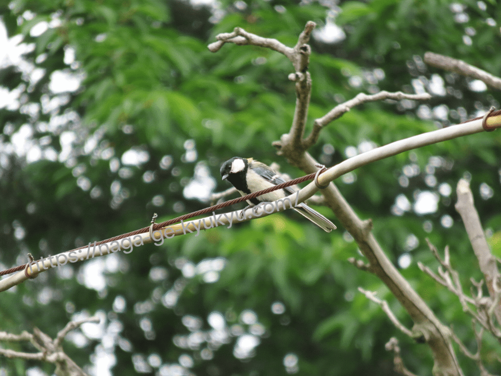 電線に留まるシジュウカラ