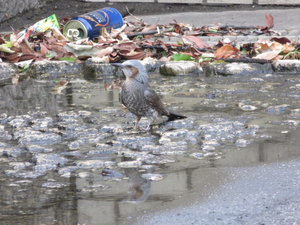 戸田橋親水公園に来たヒヨドリ