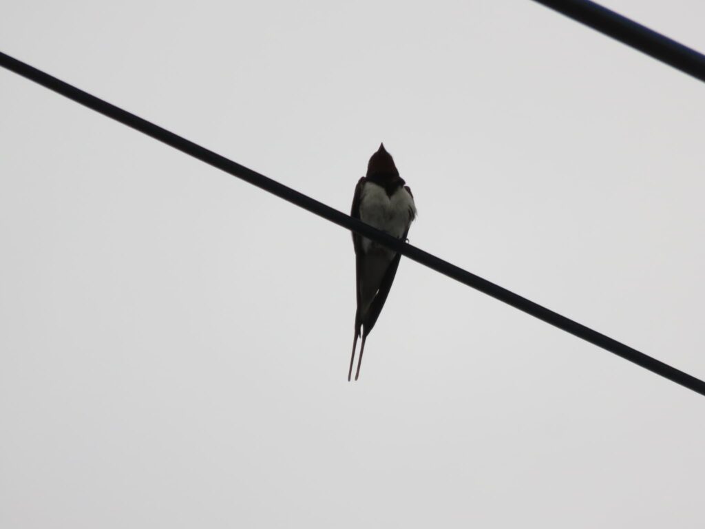 曇り空とツバメ