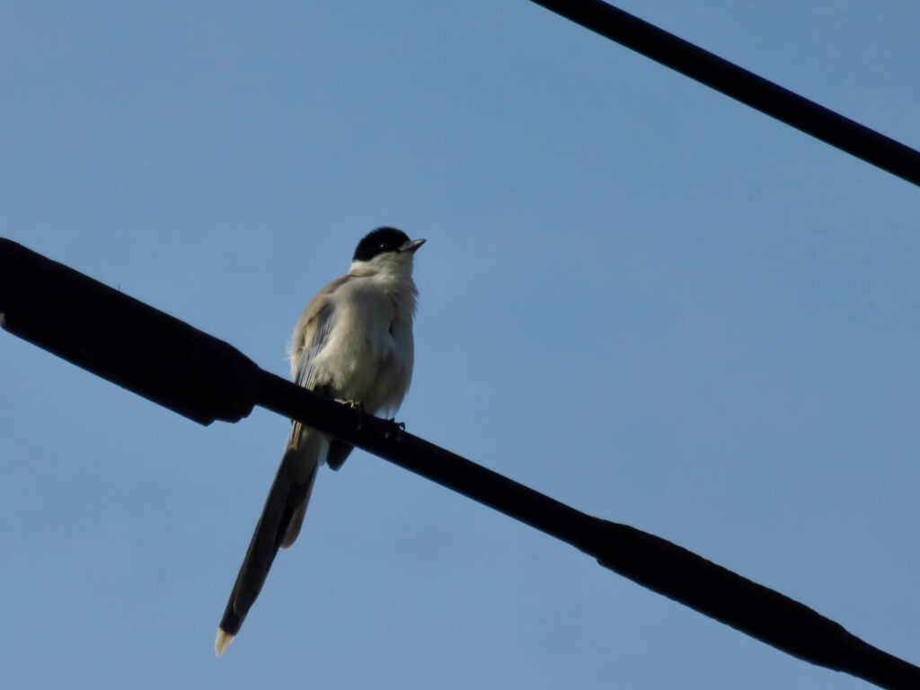 電線に留まるオナガ